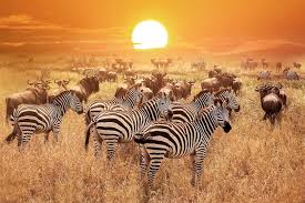 How to Travel Sustainably in Africa