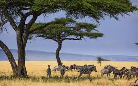 Serengeti